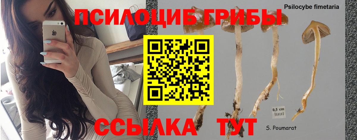Куйбышев  Псилоцибиновые грибы Magic Shrooms  Вход с VPN  Псилоцибиновые грибы Magic Shrooms 